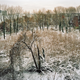 Illustration for article titled Exploring the Decaying Ruins of Brother Island, NYC's Last Unknown Place